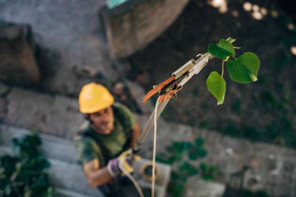 How Our Tree Care Process Works  in Fairview, MT